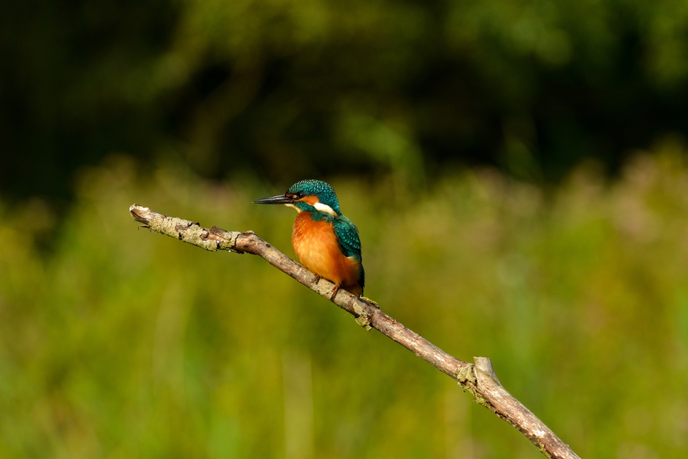 Latest Sightings